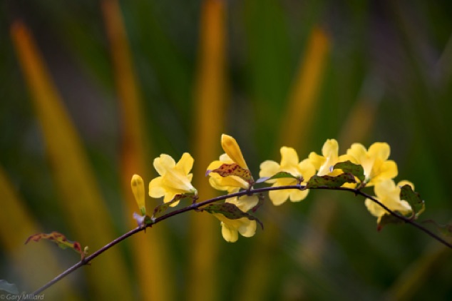 Wild Yellow Flowers
Jelks Preserve
Venice FL